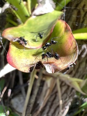 Polyrhachis australis