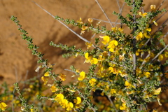 Aspalathus spinescens lepida