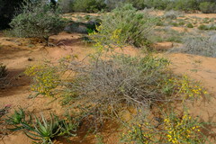 Aspalathus spinescens lepida