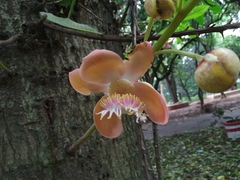 Couroupita guianensis