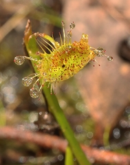Drosera auriculata