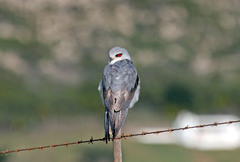 Elanus caeruleus caeruleus