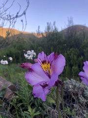 Alstroemeria
