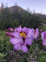 Alstroemeria