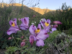 Alstroemeria