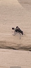 Tritoxa flexa