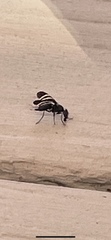 Tritoxa flexa