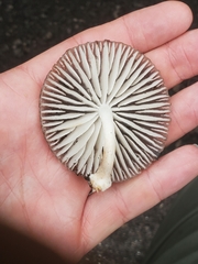 Fungi