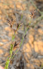 Restio sieberi