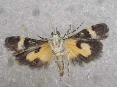 Heliothela ophideresana