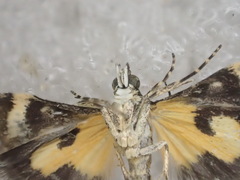 Heliothela ophideresana