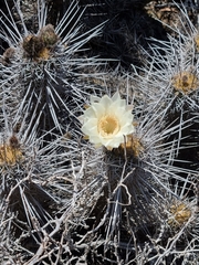 Trichocereus deserticola