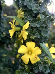 Oxalis gigantea