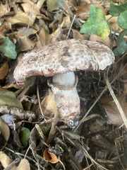 Agaricus langei