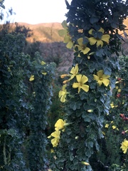 Oxalis gigantea