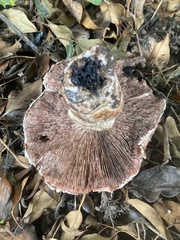 Agaricus langei