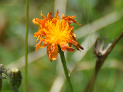 Crepis aurea
