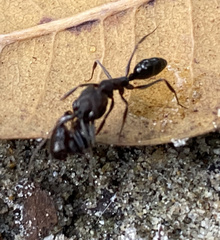 Odontomachus
