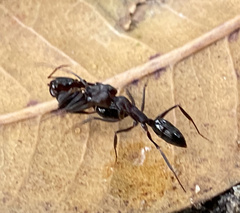 Odontomachus