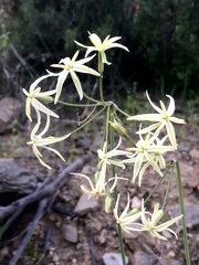 Leucocoryne ixioides