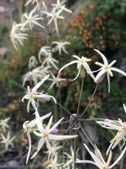 Leucocoryne ixioides