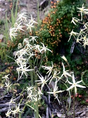 Leucocoryne ixioides