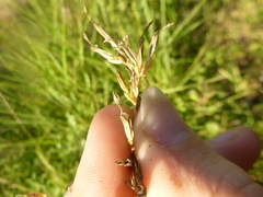Centaurium pulchellum