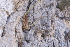 Lactuca acanthifolia