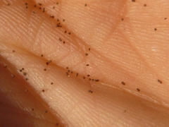 Centaurium pulchellum