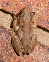 Litoria balatus
