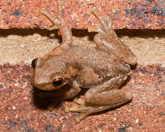 Litoria balatus