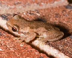 Litoria balatus