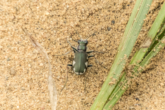 Cicindela scutellaris lecontei