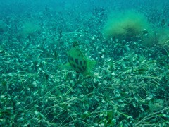 Heteroscarus acroptilus