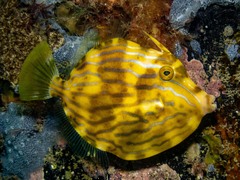 Eubalichthys mosaicus