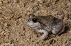 Platyplectrum ornatum