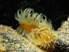 Anthothoe albocincta