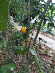 Diospyros maritima