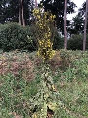 Verbascum speciosum