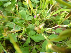 Centaurium pulchellum