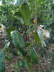Diospyros maritima