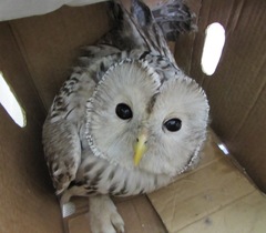 Strix uralensis