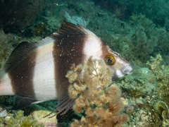 Pseudogoniistius nigripes