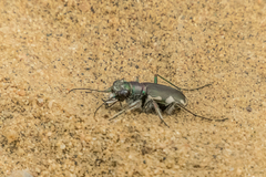 Cicindela scutellaris lecontei