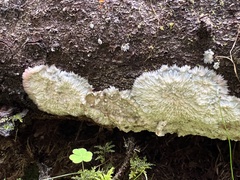 Phlebia centrifuga