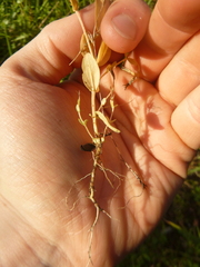 Centaurium pulchellum