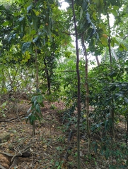Diospyros maritima