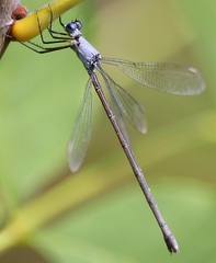 Lestes vigilax