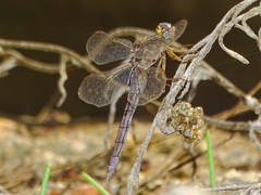 Orthetrum chrysostigma