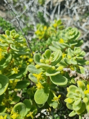 Tetragonia maritima